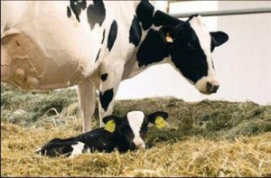 i-Manejo_reprodutivo_de_vacas_sob_estresse_calórico