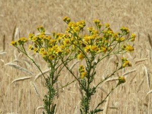tansy-ragwort
