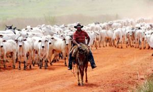 Agricultura-e-Pecuária3