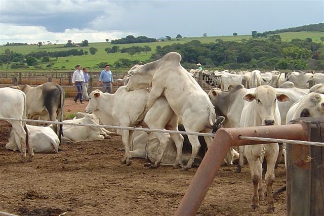 bois confinados sofrem com sodomia. Confinamento estressa bois.