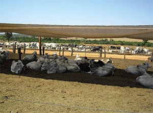 Sombra artificial instalada em confinamento de nelore. A sombra é importante para o confinamento para aumentar a produção.