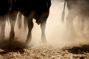 confinamento gado de corte homeopatia veterinaria pecuaria
