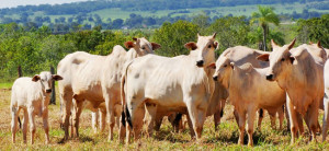 bovinos-genetica-aditiva-dia-de-campo-full