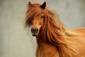Crina linda de cavalo