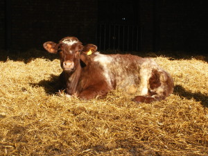 Comfey-on-straw-on-a-bright-winters-day