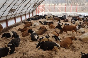 compost-barn