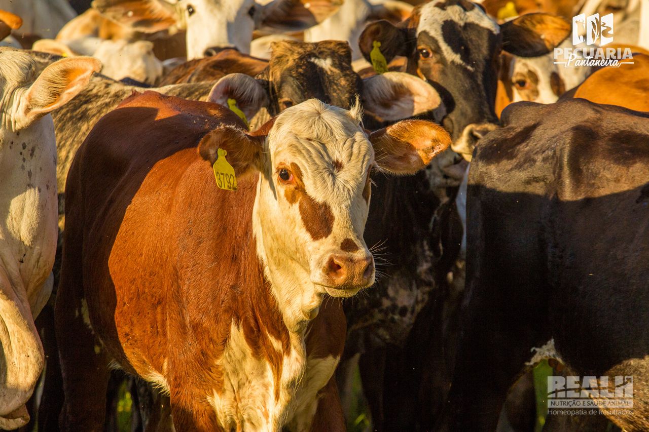 nutricao vaca leiteira