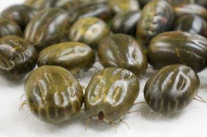 parasita hemofágico carrapato uso da homeopatia animal