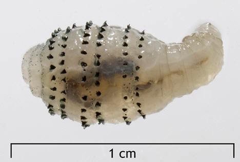 Parasita berne. Prejuízo parasitas. Homeopatia animal parasitas