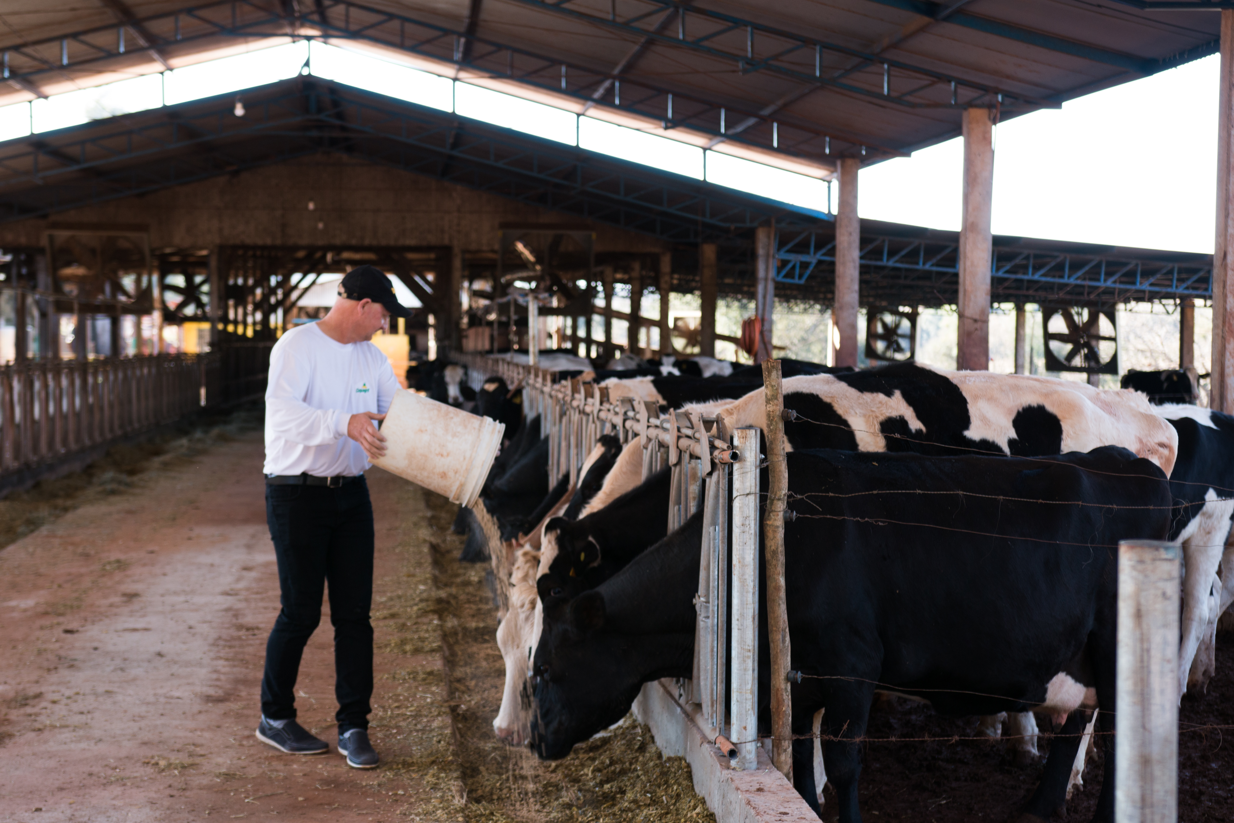 Produtor leiteiro oferecendo ração para vacas leiteiras