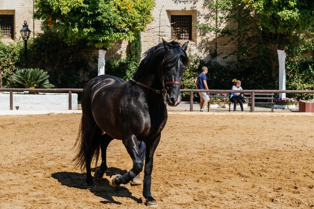 black andalusian