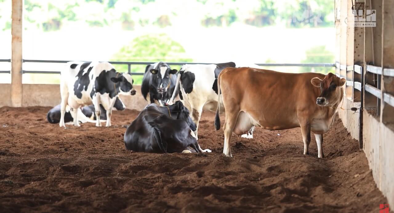 Controle de mastite e aumento da produtividade na Granja Busse com tecnologia Real H e CMR