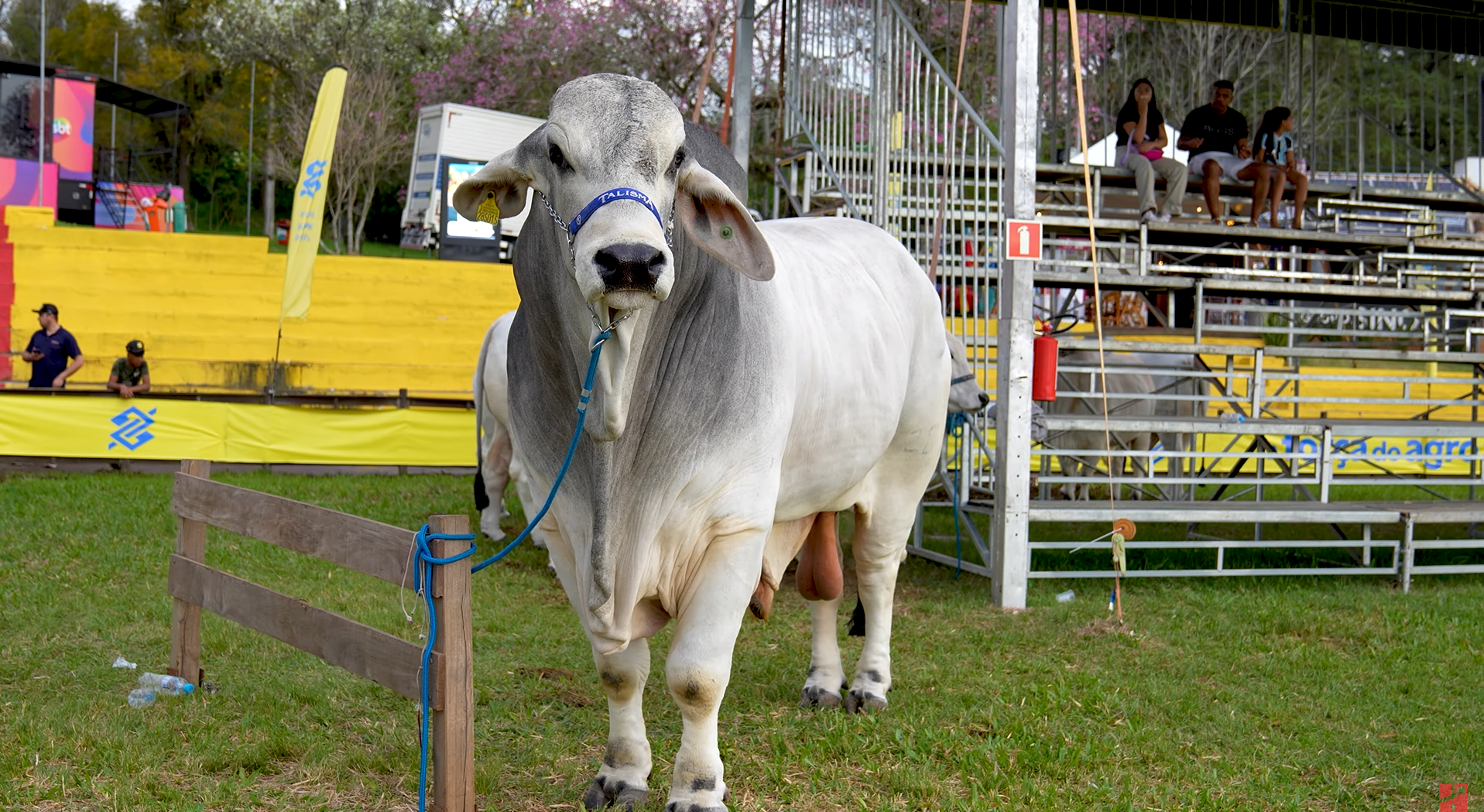 Touro Falcão Na Expointer 2025