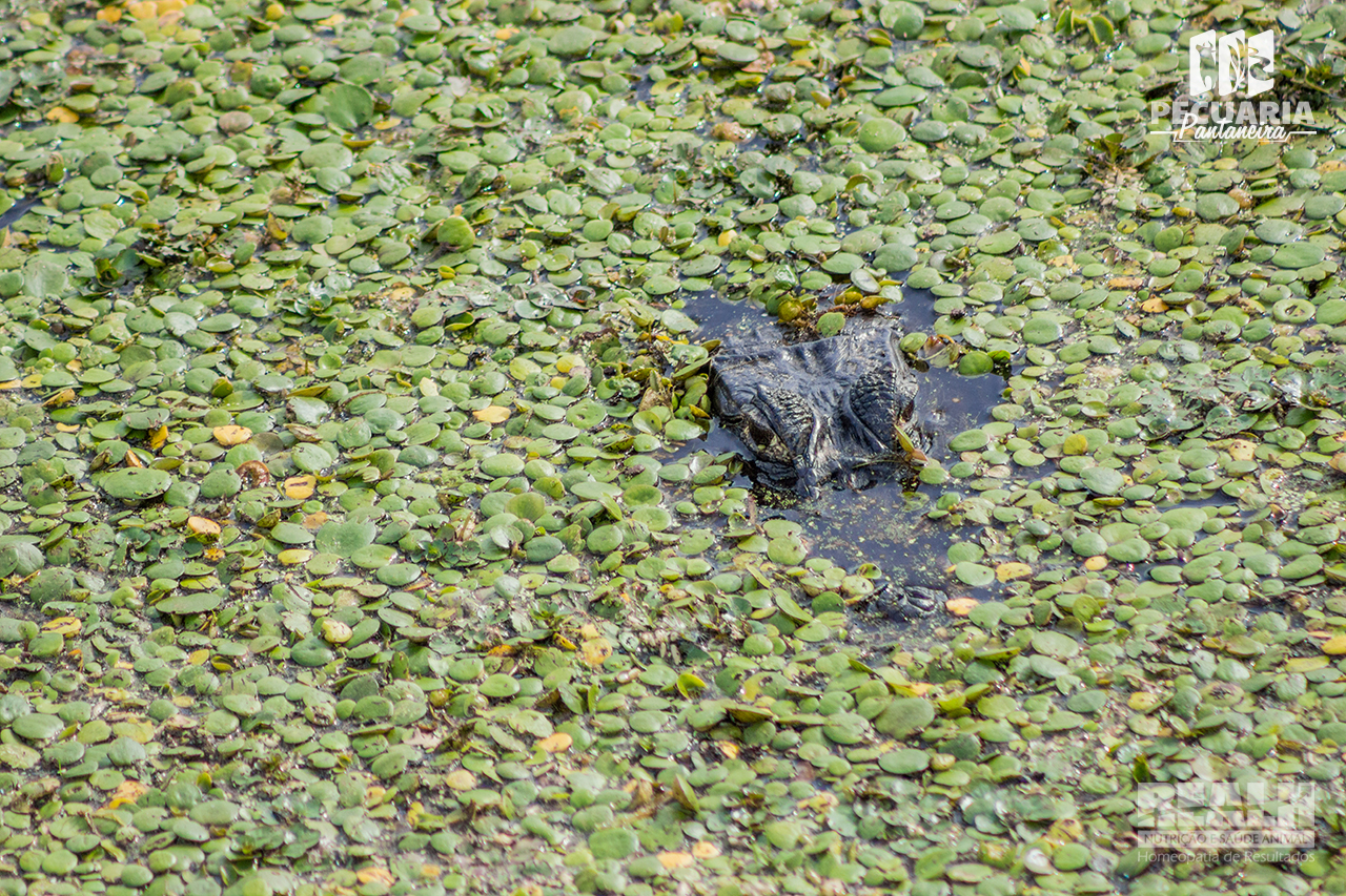 Jacaré do Pantanal