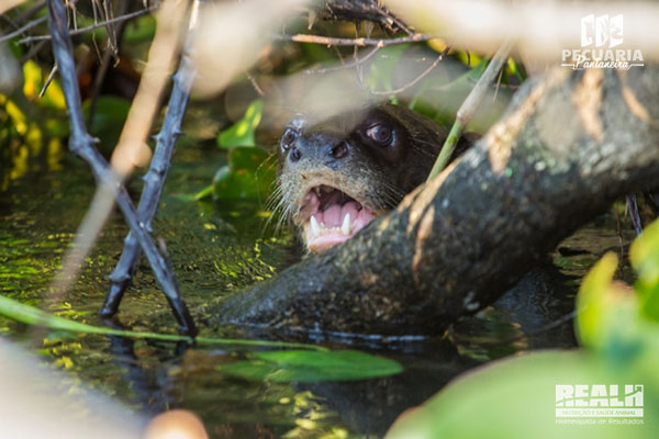 Ariranha no Pantanal