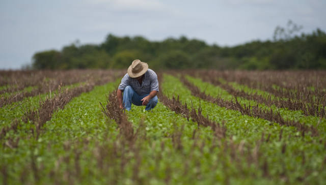 Agricultor cuidando de plantação verde no campo