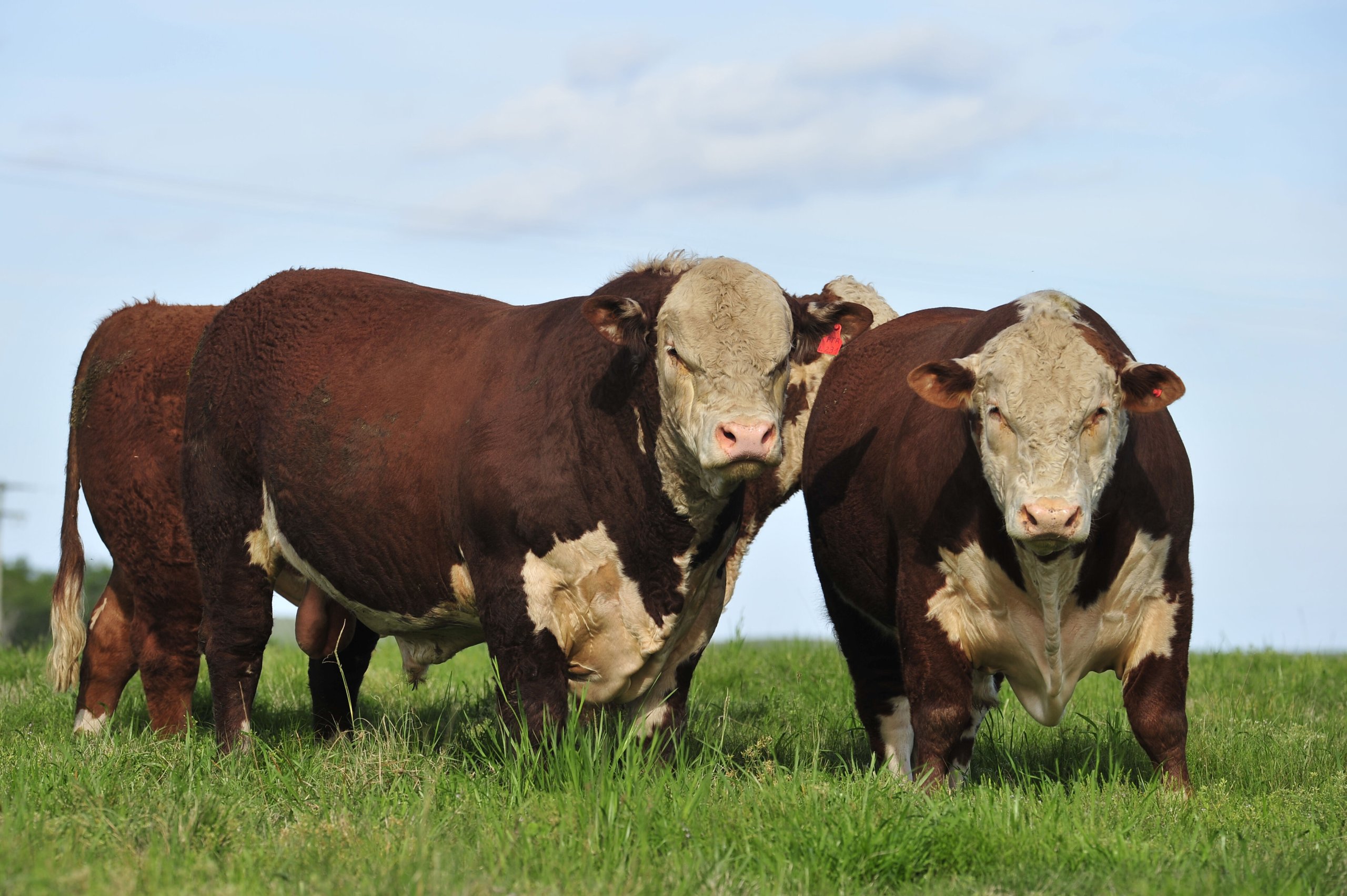 Gado de corte em pastagem verde sob céu azul