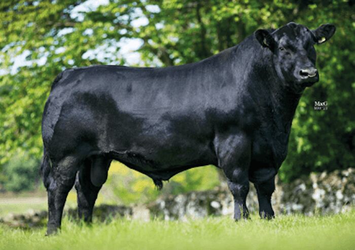 Vaca preta em pastagem verde iluminada pelo sol