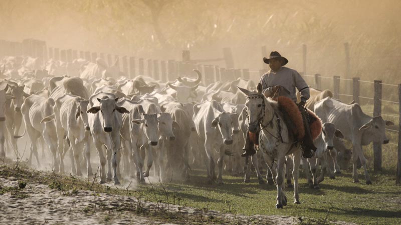 Vaqueiro guiando gado em uma fazenda rural