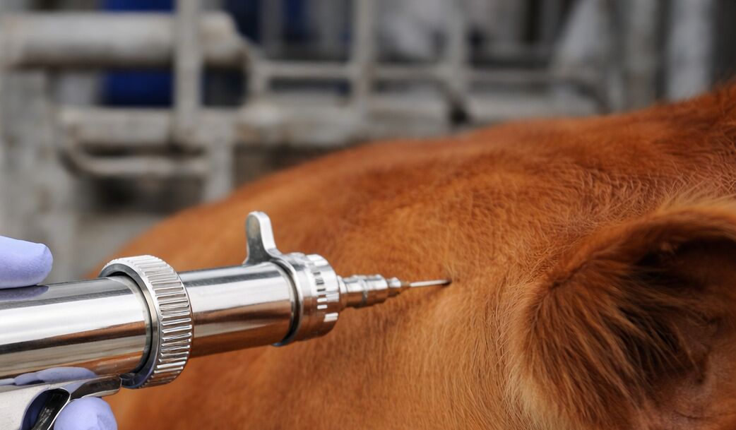 Aplicação de vacina em um cachorro saudável