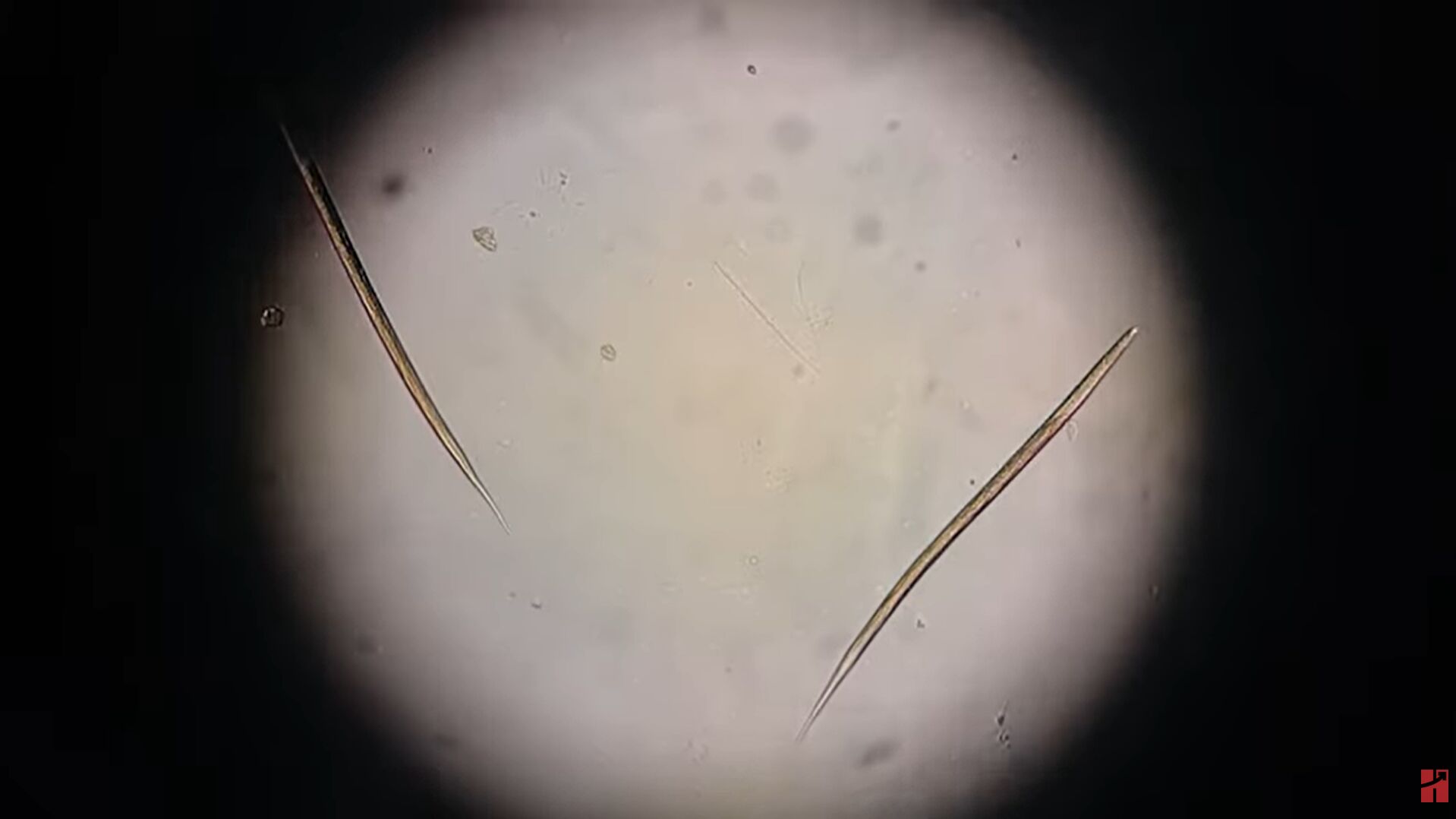 Imagem ampliada de estruturas microscópicas finas