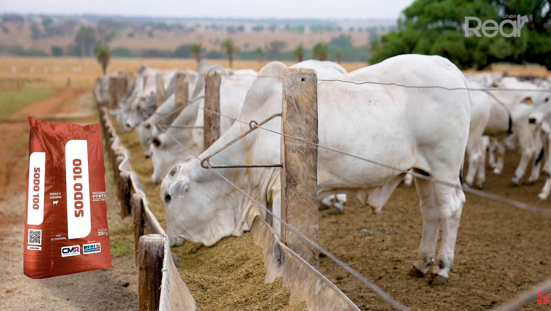 Gado se alimentando em um curral aberto