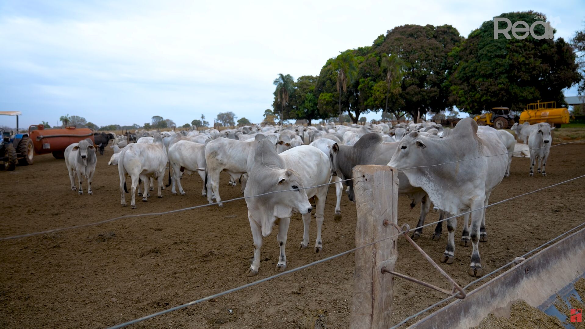 Gado branco em um pasto sob céu nublado.