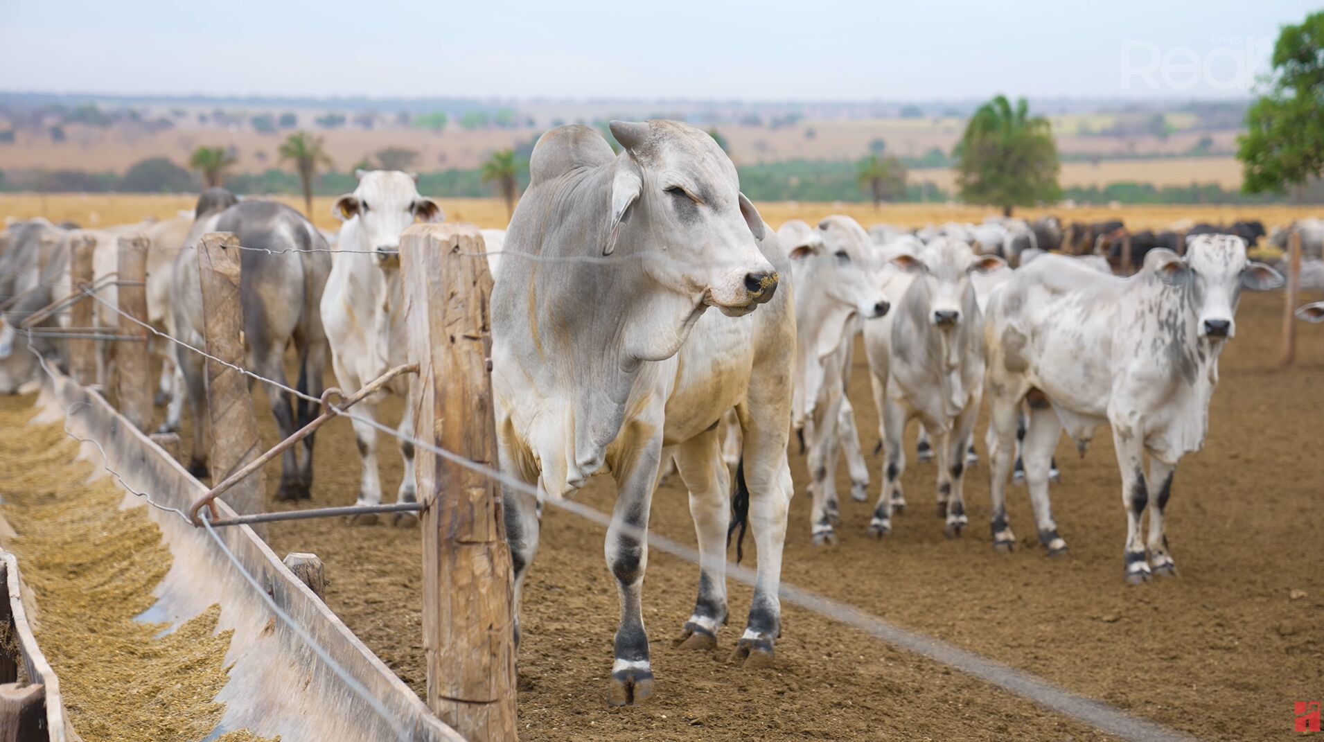 Gado em pastagem na fazenda, bovinos ao fundo.