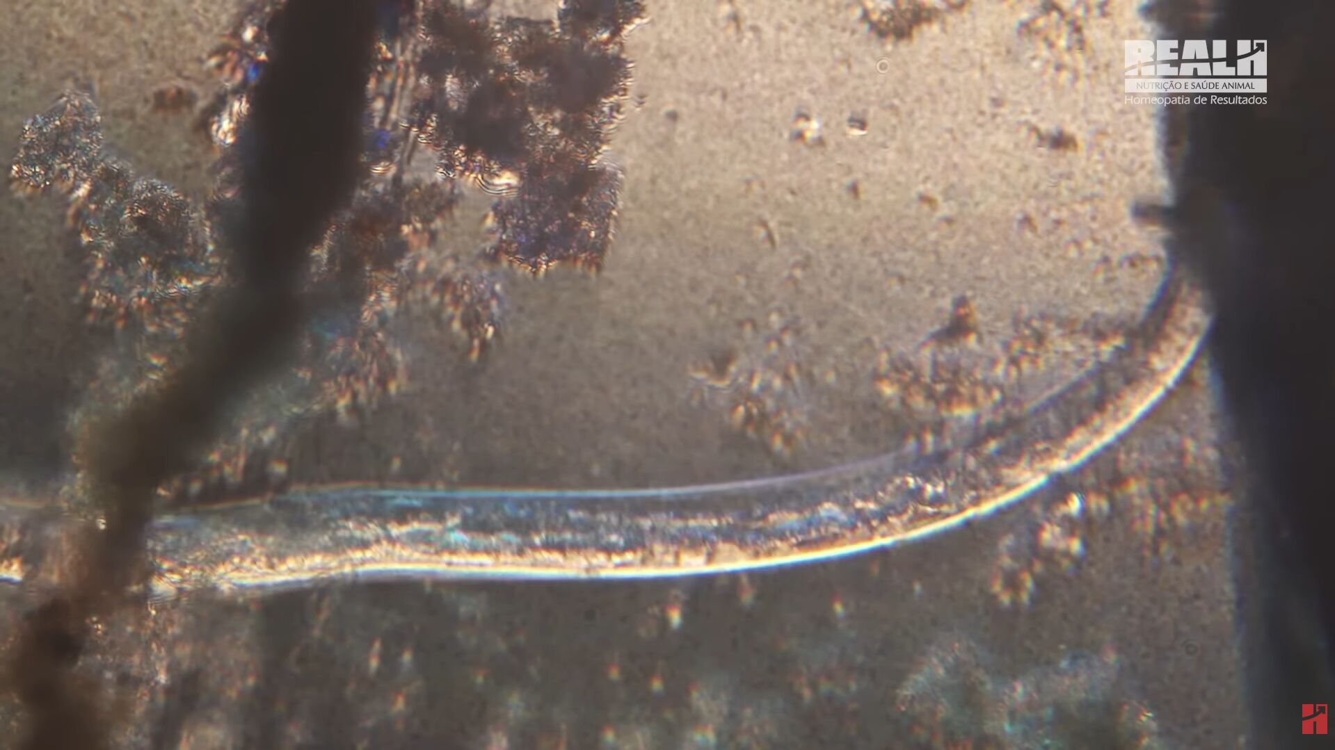 Imagem ampliada de uma minhoca em ambiente aquático