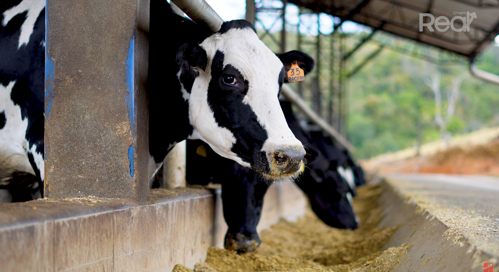 Vaca em estabulação comendo ração