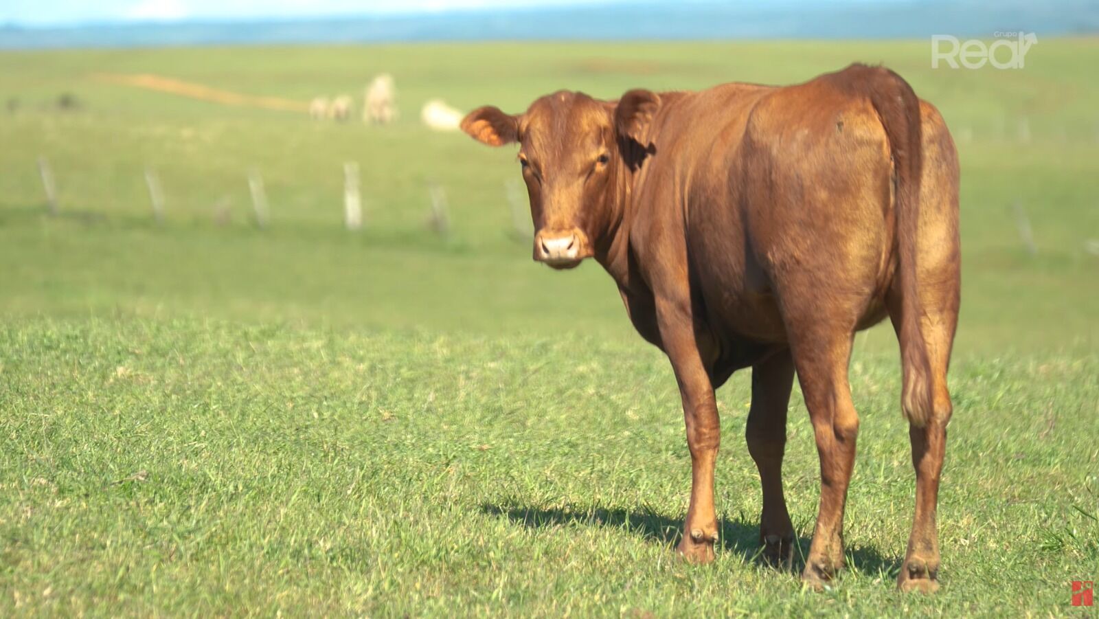 Bezerro marrom passeando em pastagem verde