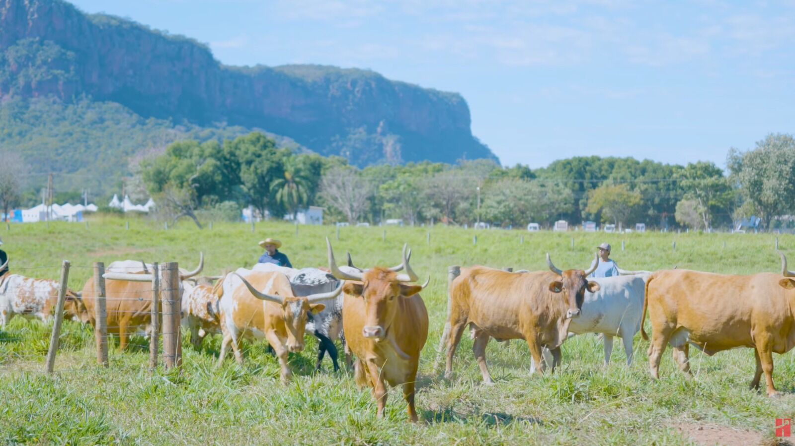 Gado em pastagem com montanha ao fundo