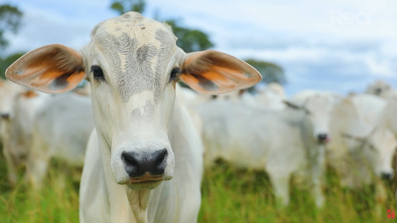 Vaca branca em pastagem com fundo de gado