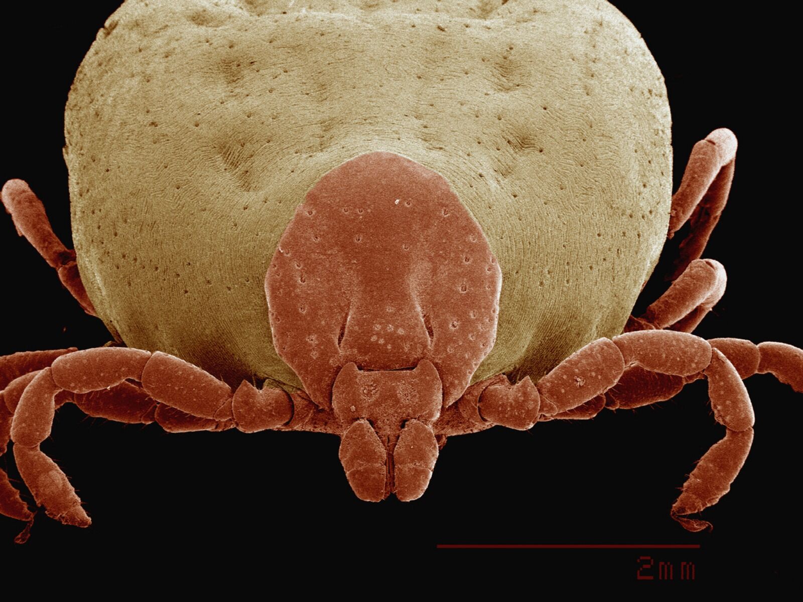 Imagem ampliada de um carrapato magnificado