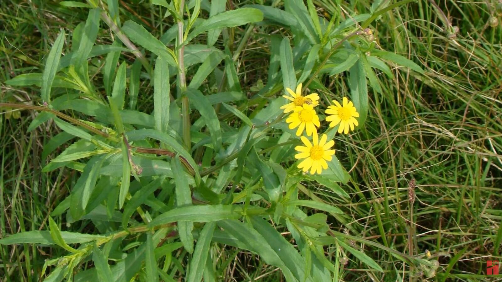 Flores amarelas pequenas em planta verde
