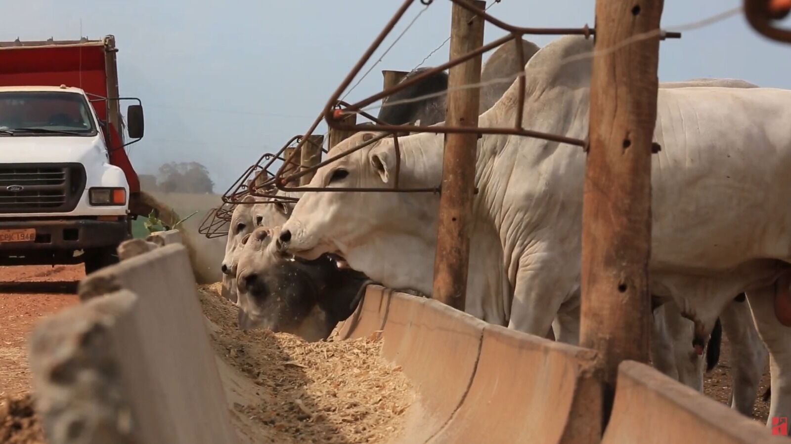 Gado bovino se alimentando em fazenda