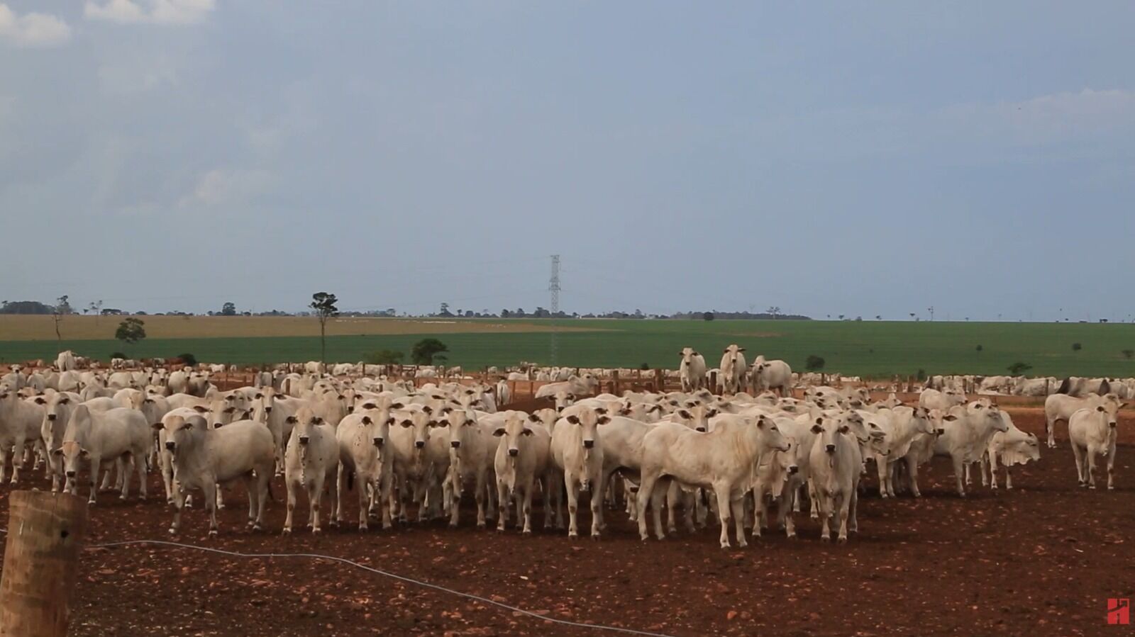 Rebanho de gado branco em pastagem verde