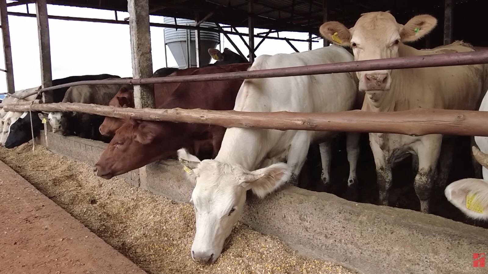 Gado em confinamento em fazenda de leite