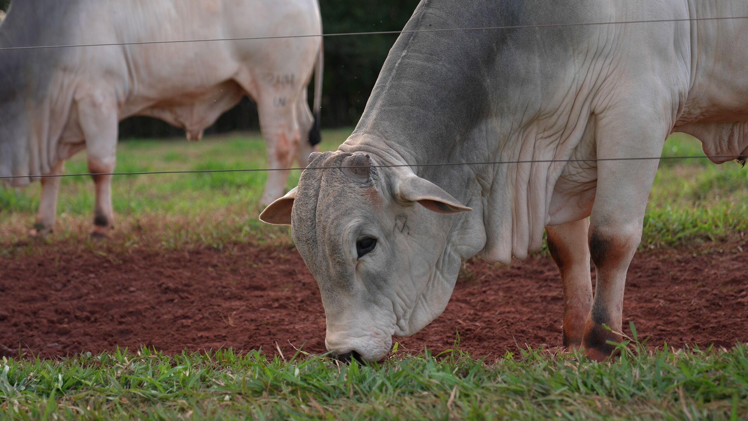 Vaca pastando em campo verde com cercas ao fundo.