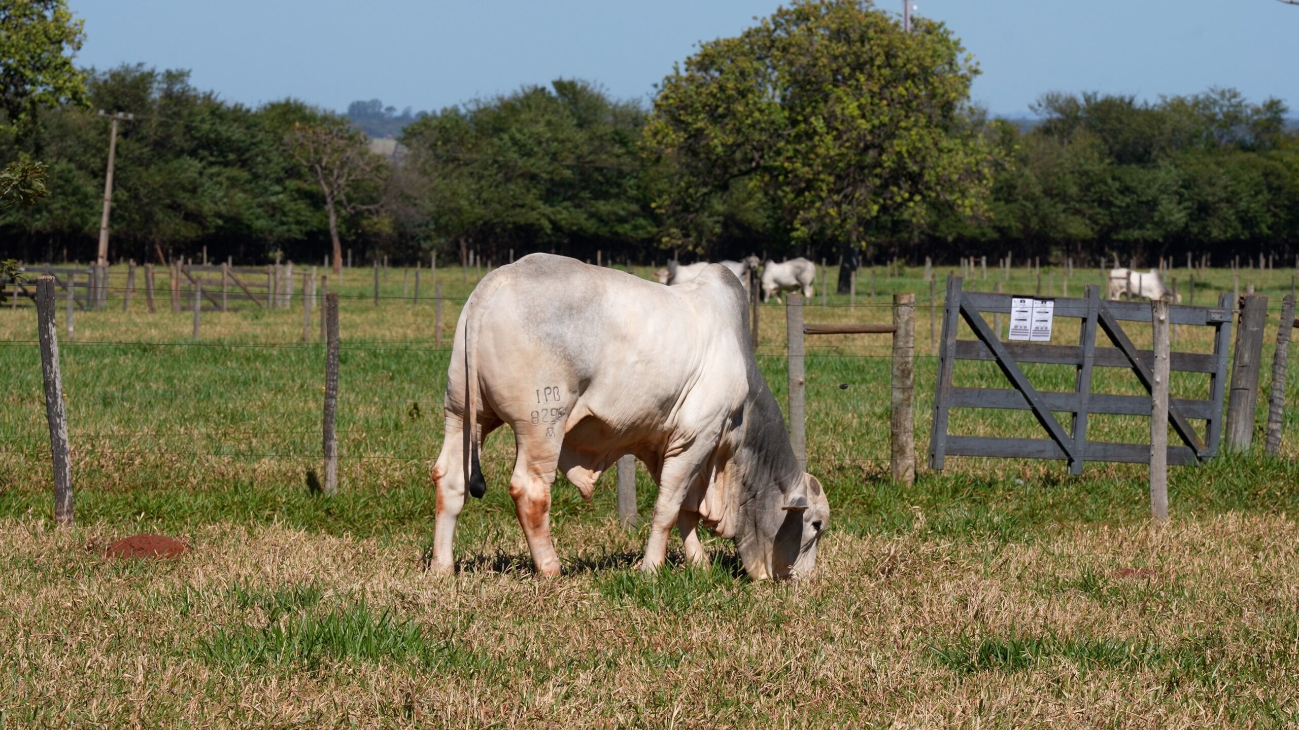 Vaca pastando em campo aberto com cercas.