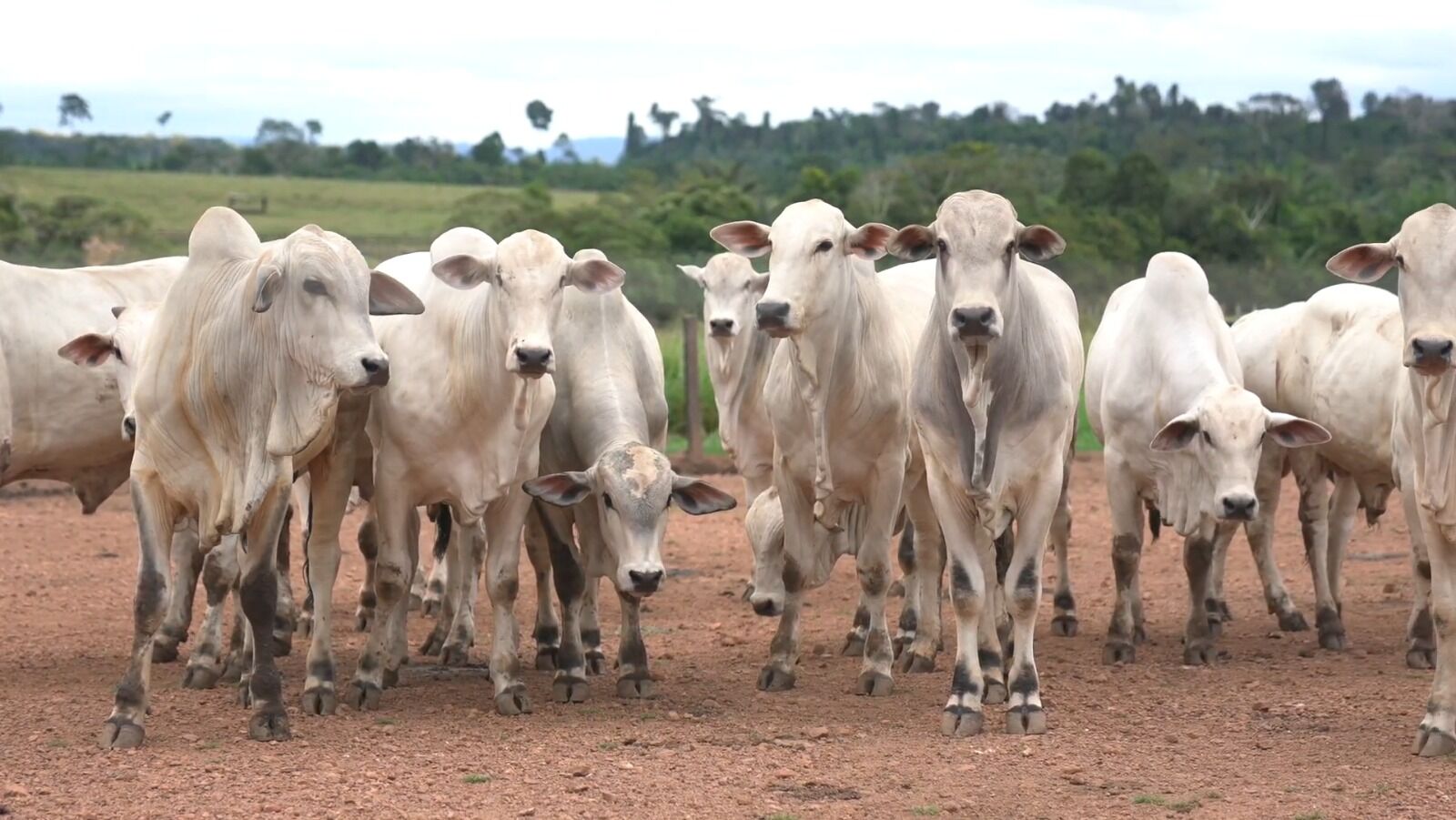 Vacas brancas pastando em campo verde