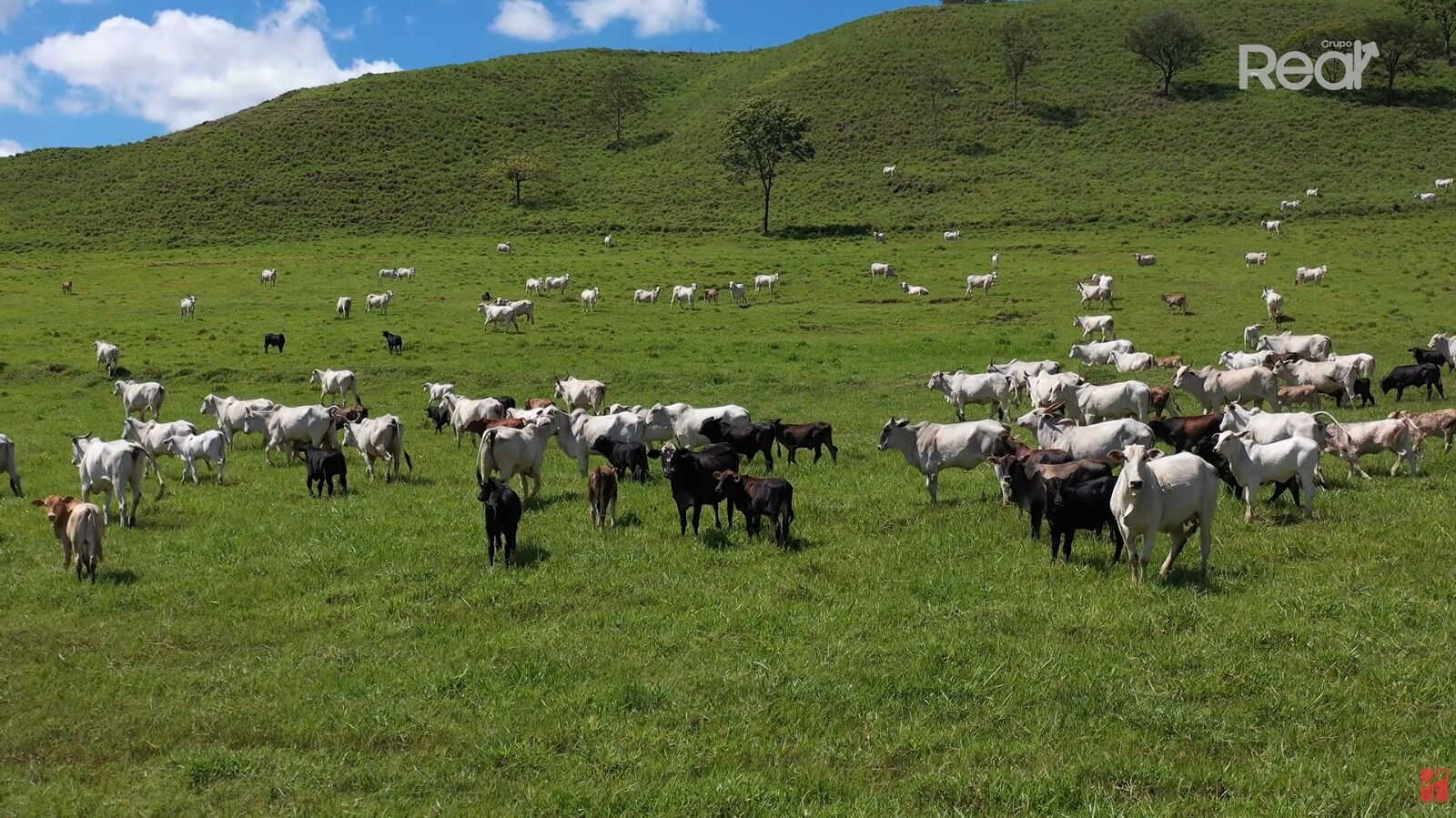 Vacas pastando em um vasto campo verde