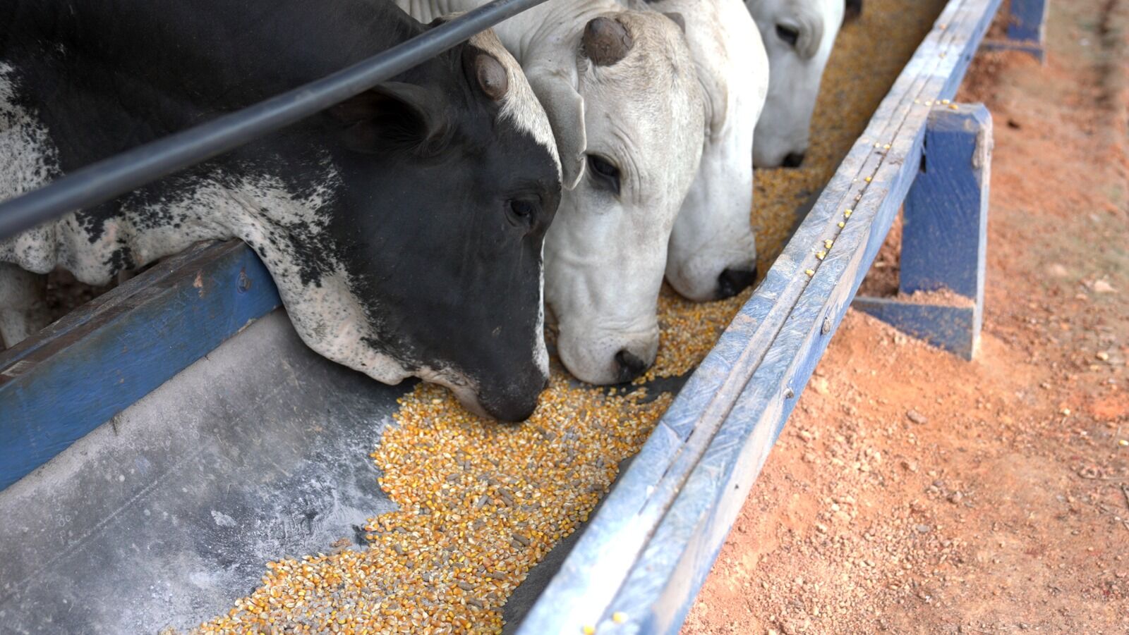 Vacas se alimentando de milho em um cocho
