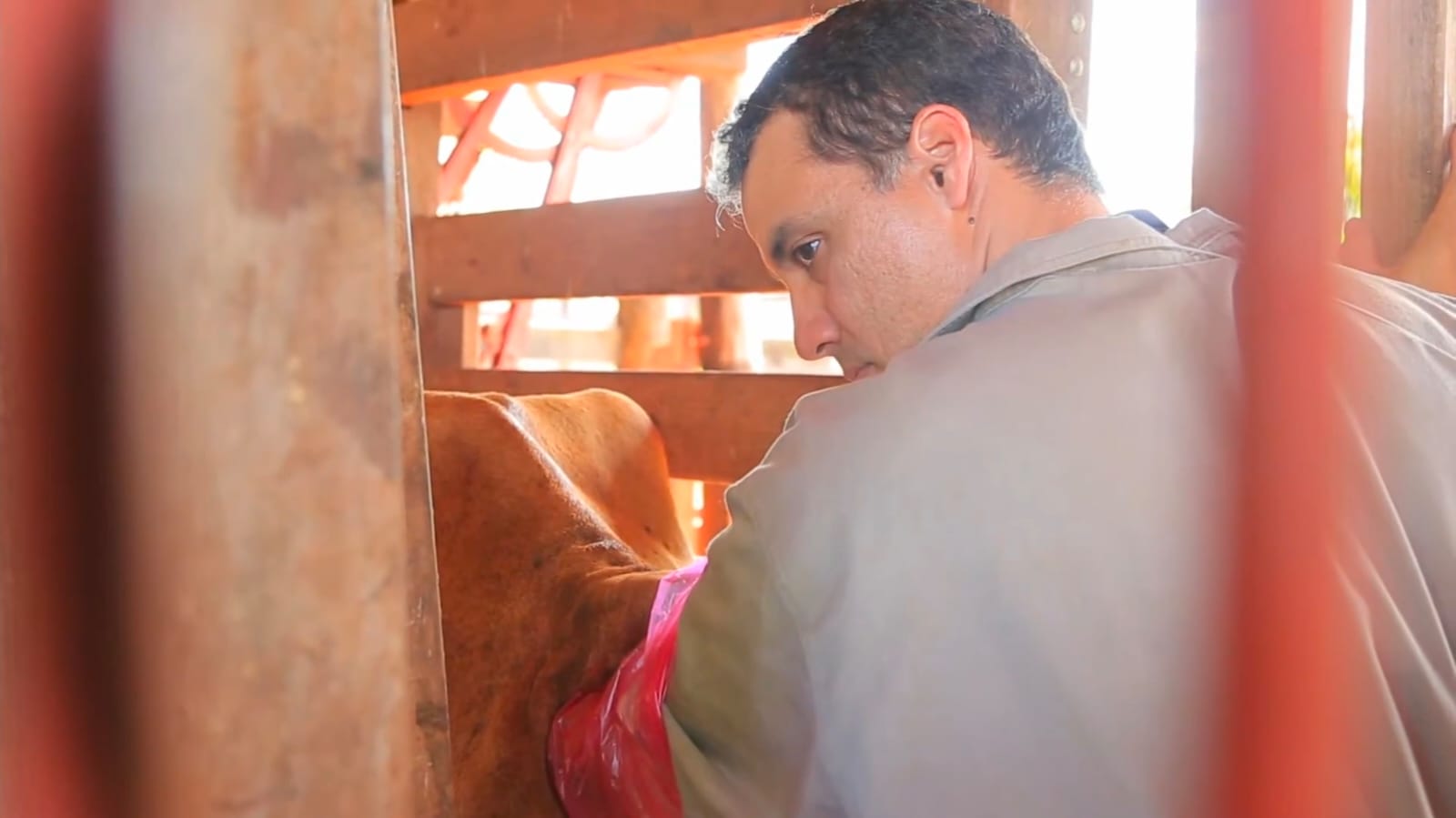 Veterinário cuidando de uma vaca em curral.