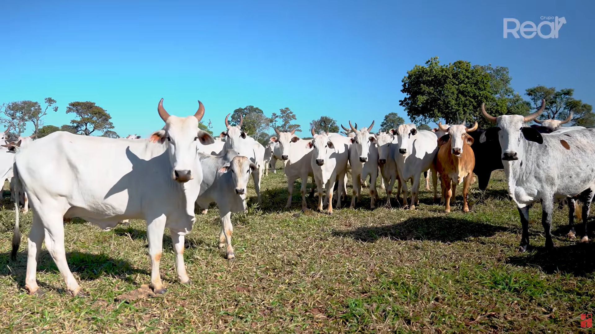 Vacas de cria no pasto da fazenda Vitória