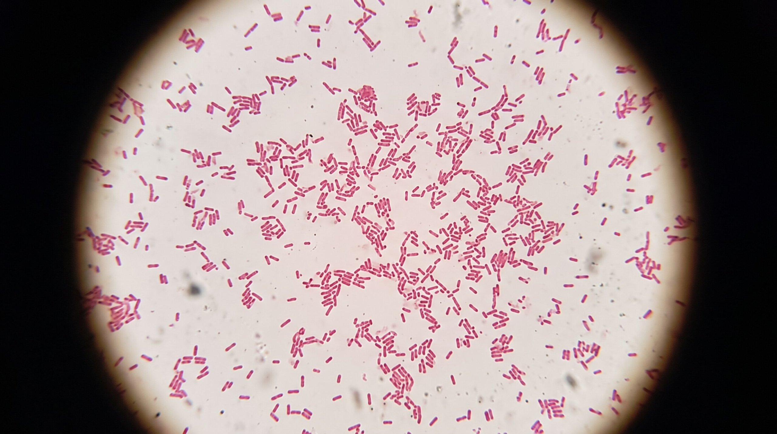 Bactérias coradas sob microscópio