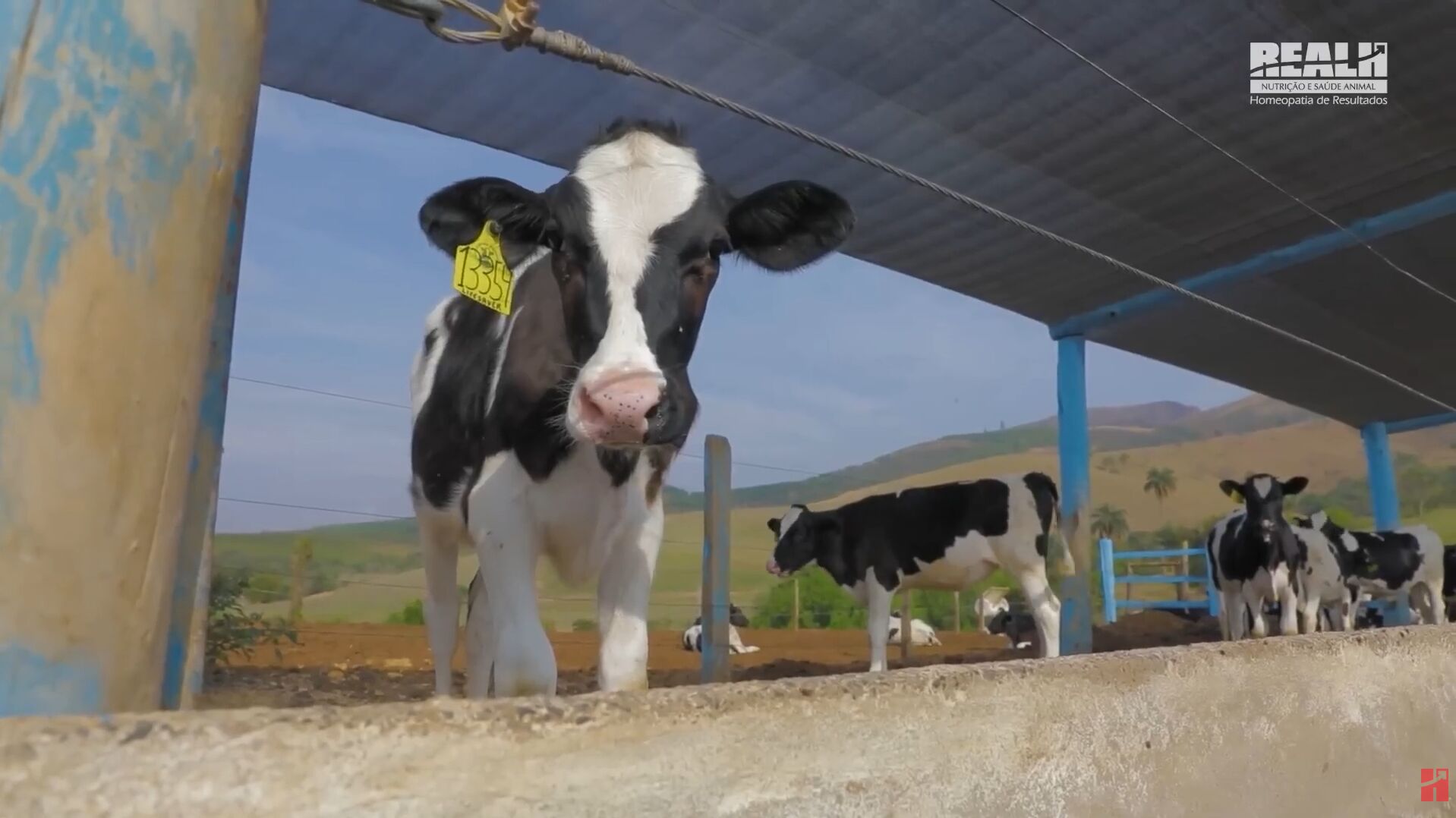 Bezerro preto e branco em um curral rural