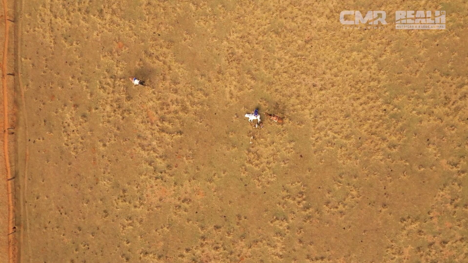 Cavaleiros montados em cavalos em campo aberto