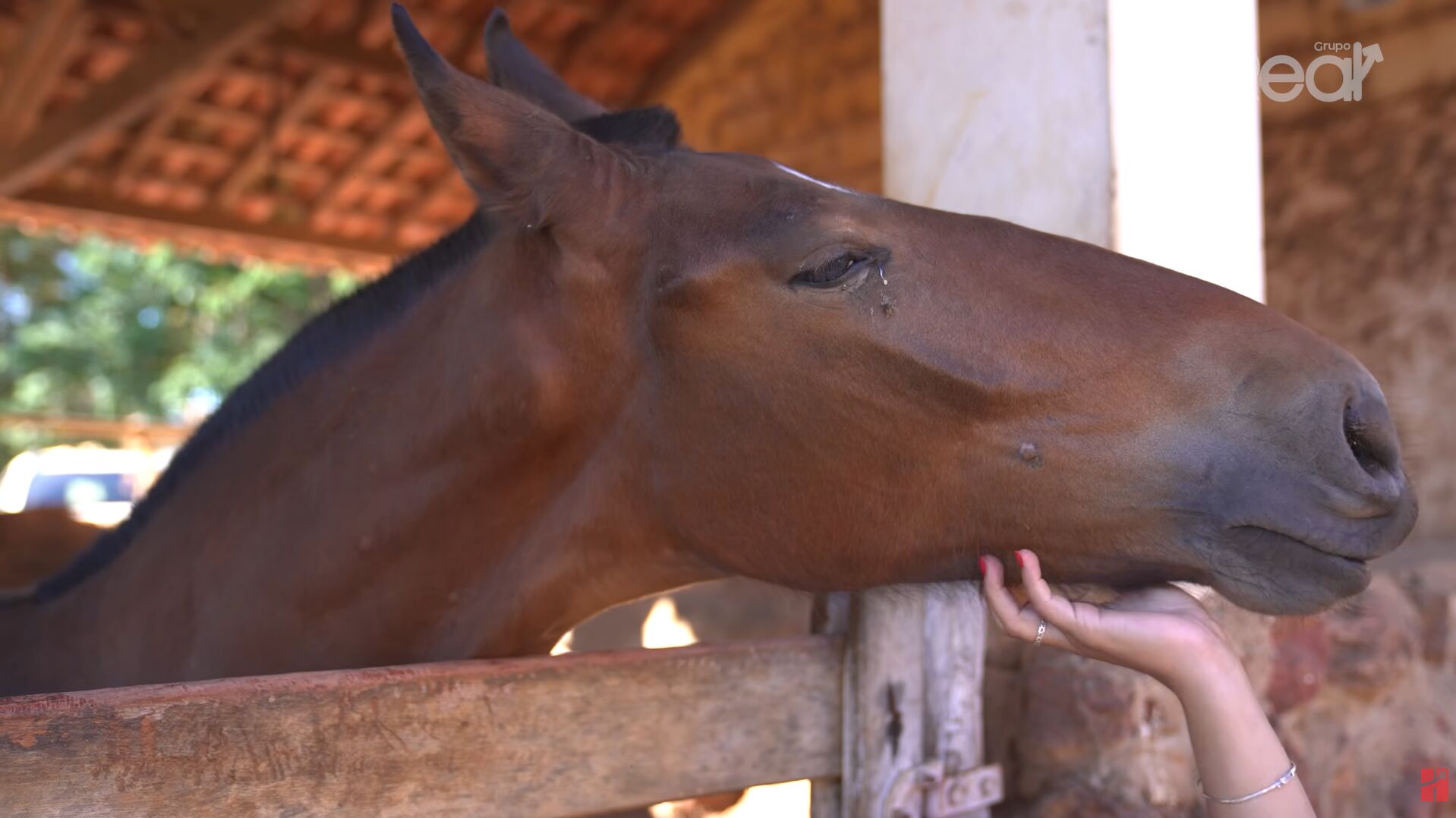 Cavalo sendo acariciado em um estábulo