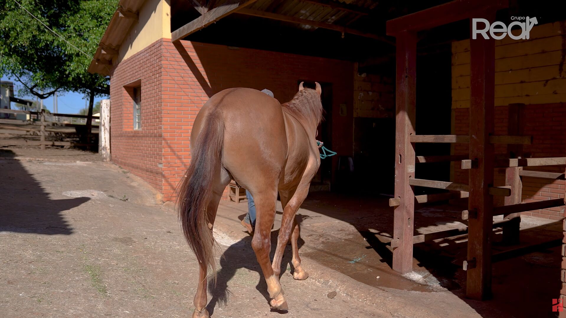 Cavalo sendo conduzido para estábulo rurale.